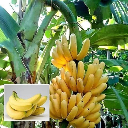 Big Banana Seeds - Heirloom Fruit Plant for Home Gardens