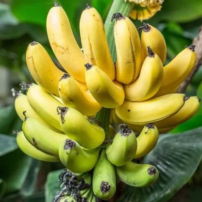 Big Banana Seeds - Heirloom Fruit Plant for Home Gardens