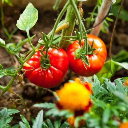 Big Beef Plus Tomato Seeds - Heirloom Vegetable Plant for Home Gardens