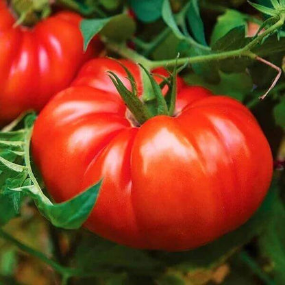 Big Beef Plus Tomato Seeds - Heirloom Vegetable Plant for Home Gardens