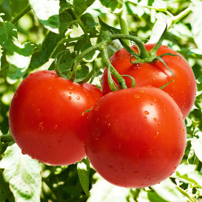 Big Beef Plus Tomato Seeds - Heirloom Vegetable Plant for Home Gardens