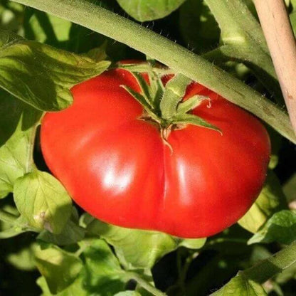 Big Beef Plus Tomato Seeds - Heirloom Vegetable Plant for Home Gardens
