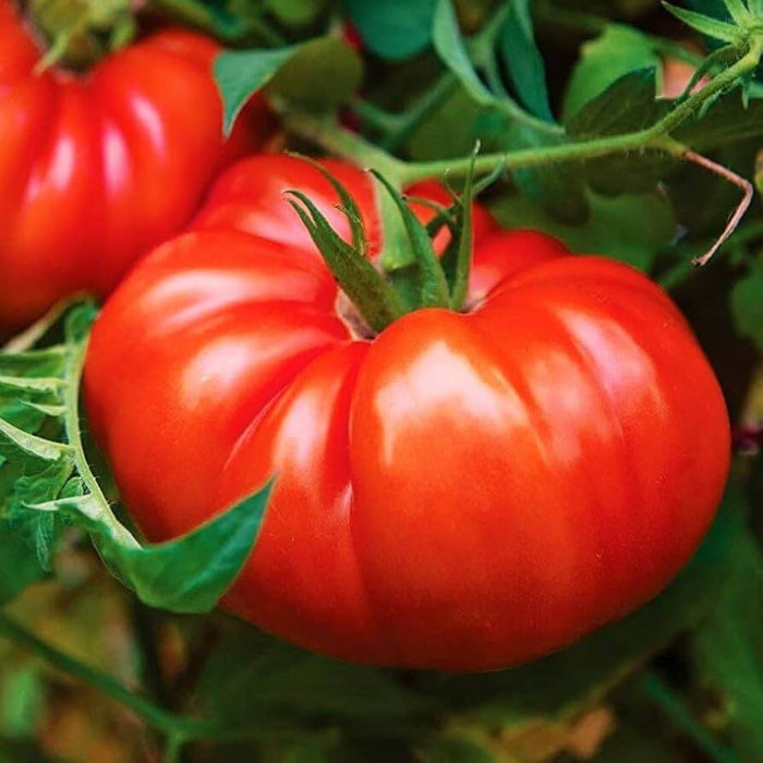 Big Beef tomato seeds - Vegetable Plant