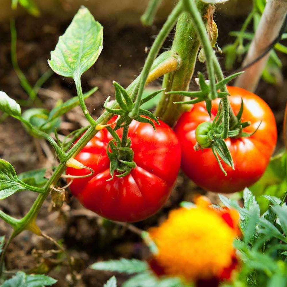Big Beef tomato seeds - Vegetable Plant