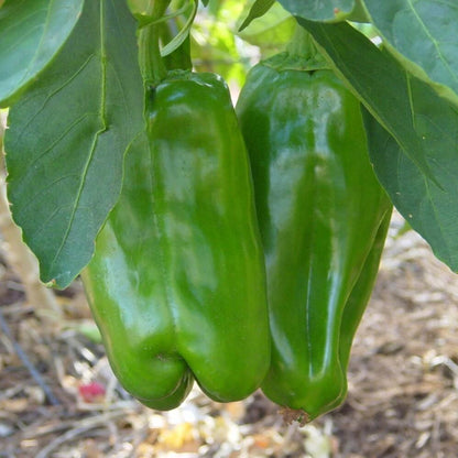 Big Bertha Pepper Seeds - Vegetable Plant