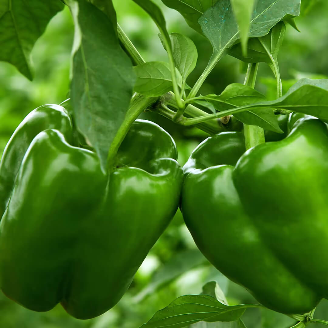 Big Bertha Pepper Seeds - Vegetable Plant