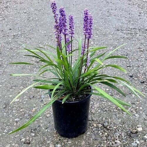 Big Blue Lilyturf Seeds