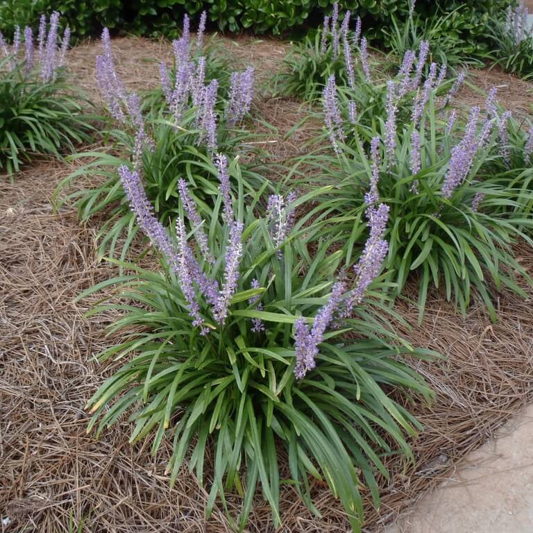 Big Blue Liriope Seeds
