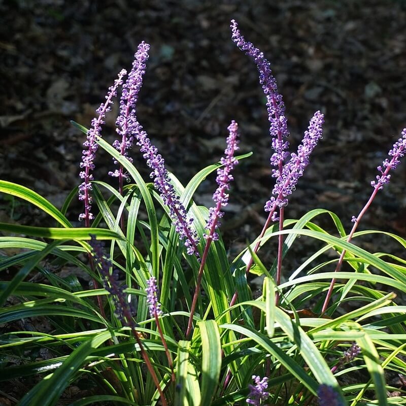 Big Blue Liriope Seeds