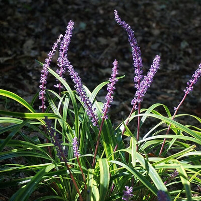 Big Blue Liriope Seeds