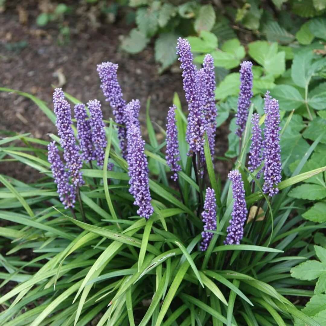 Big Blue Liriope Seeds