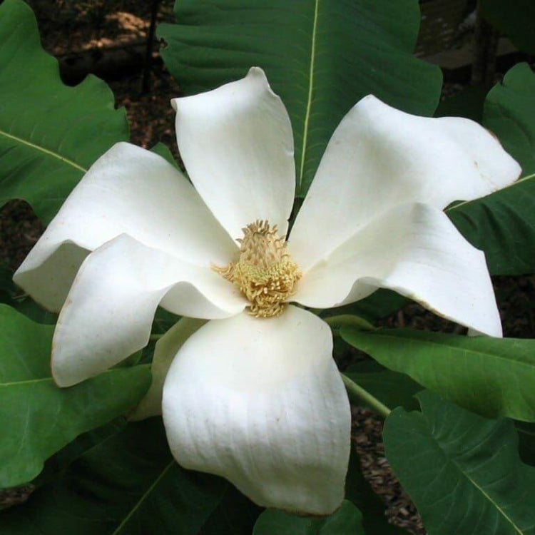 Big Leaf Magnolia Seeds - Heirloom Flower Plant for Home Gardens