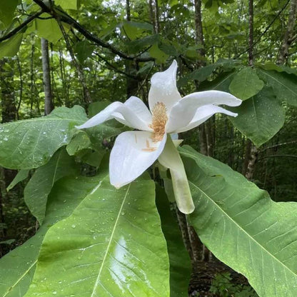 Big Leaf Magnolia Seeds - Heirloom Flower Plant for Home Gardens