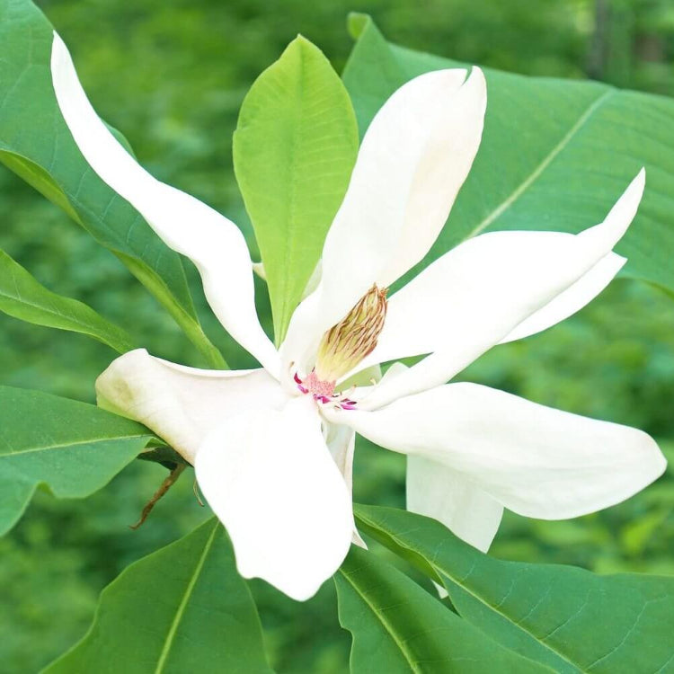 Big Leaf Magnolia Seeds - Heirloom Flower Plant for Home Gardens