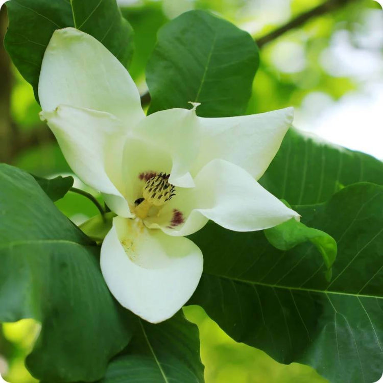 Big Leaf Magnolia Seeds - Heirloom Flower Plant for Home Gardens