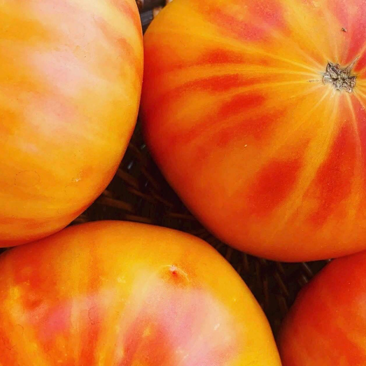 Big Orange Tomato Seeds