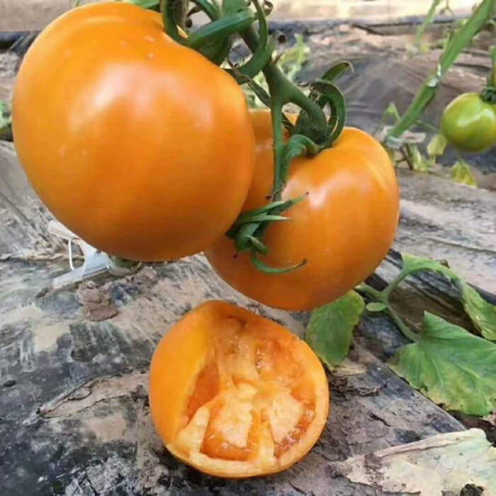 Big Orange Tomato Seeds