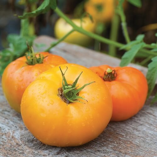 Big Orange Tomato Seeds