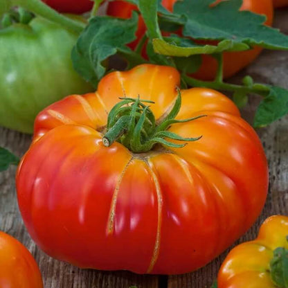Big Rainbow Tomato Seeds - Vegetable Plant