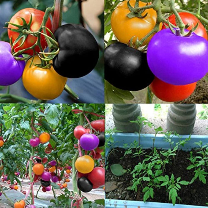 Big Rainbow Tomato Seeds - Vegetable Plant