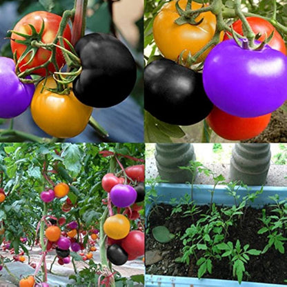 Big Rainbow Tomato Seeds - Vegetable Plant