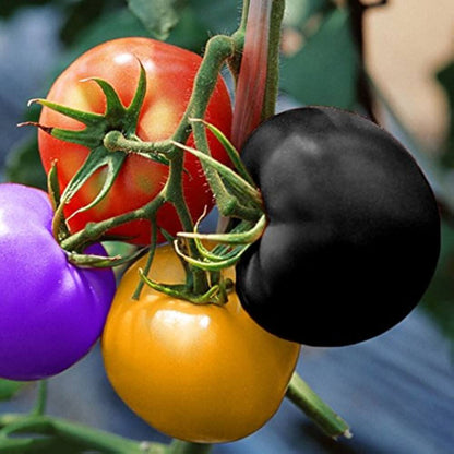 Big Rainbow Tomato Seeds - Vegetable Plant