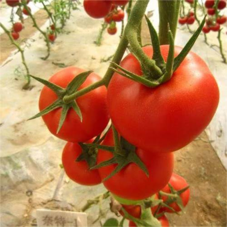 Big Red Tomato Seeds - Heirloom Vegetable Plant for Home Gardens