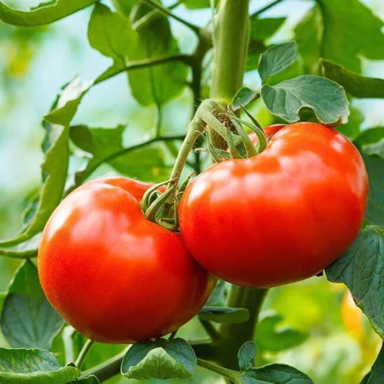 Big Red Tomato Seeds - Heirloom Vegetable Plant for Home Gardens