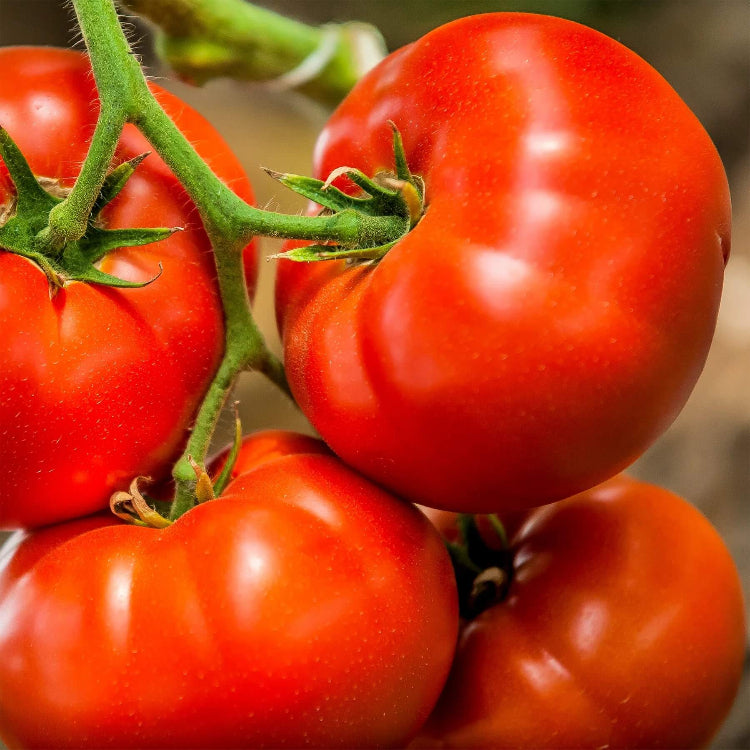 Big Red Tomato Seeds - Heirloom Vegetable Plant for Home Gardens