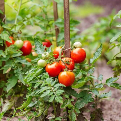 Big Red Tomato Seeds - Heirloom Vegetable Plant for Home Gardens
