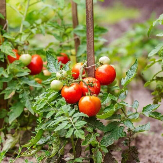 Big Red Tomato Seeds - Heirloom Vegetable Plant for Home Gardens