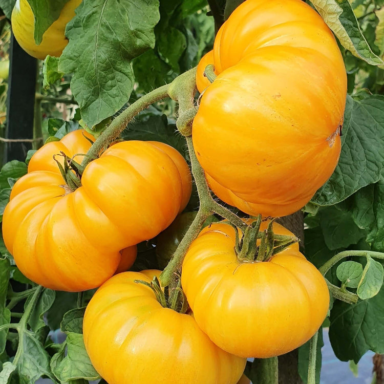 Big Yellow Tomato Seeds - Heirloom Vegetable Plant for Home Gardens