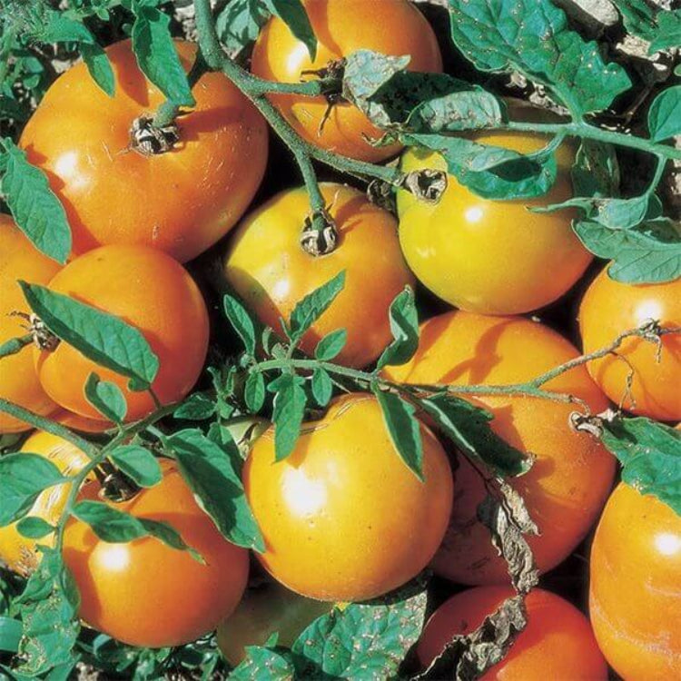 Big Yellow Tomato Seeds - Heirloom Vegetable Plant for Home Gardens