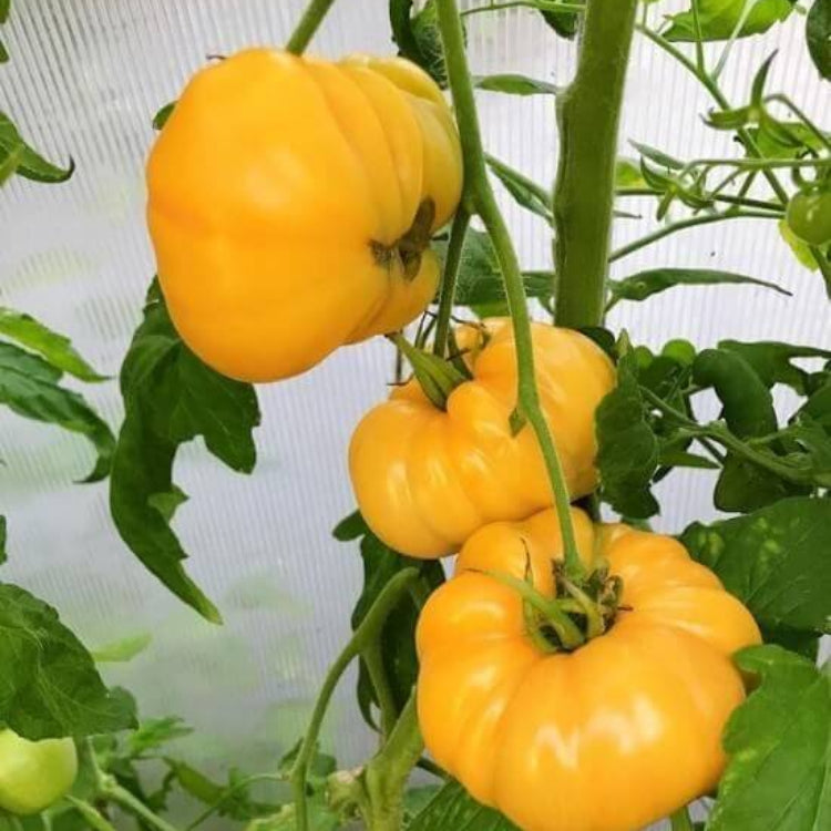 Big Yellow Tomato Seeds - Heirloom Vegetable Plant for Home Gardens