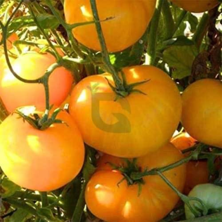Big Yellow Tomato Seeds - Heirloom Vegetable Plant for Home Gardens