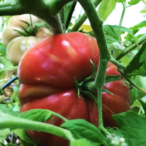 Big Zac Tomato Seeds - Vegetable Plant