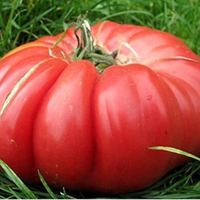 Big Zac Tomato Seeds - Vegetable Plant