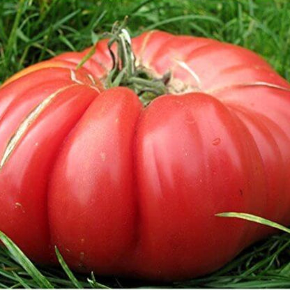 Big Zac Tomato Seeds - Vegetable Plant