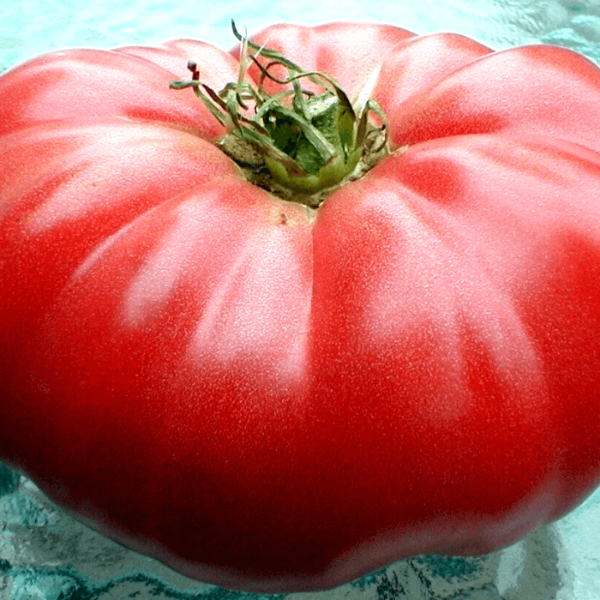 Big Zac Tomato Seeds - Vegetable Plant
