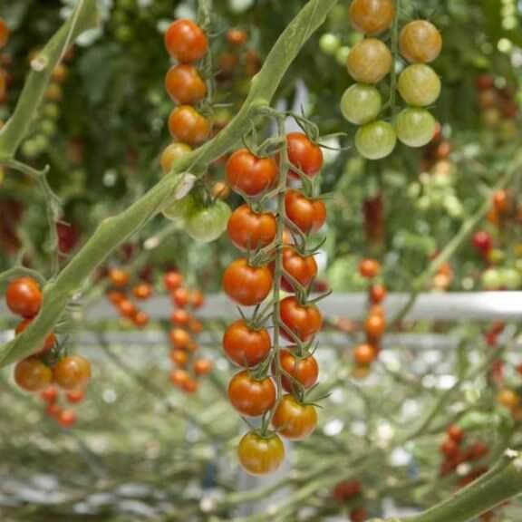 Bigdena Tomato Seeds - Heirloom Vegetable Plant for Home Gardens