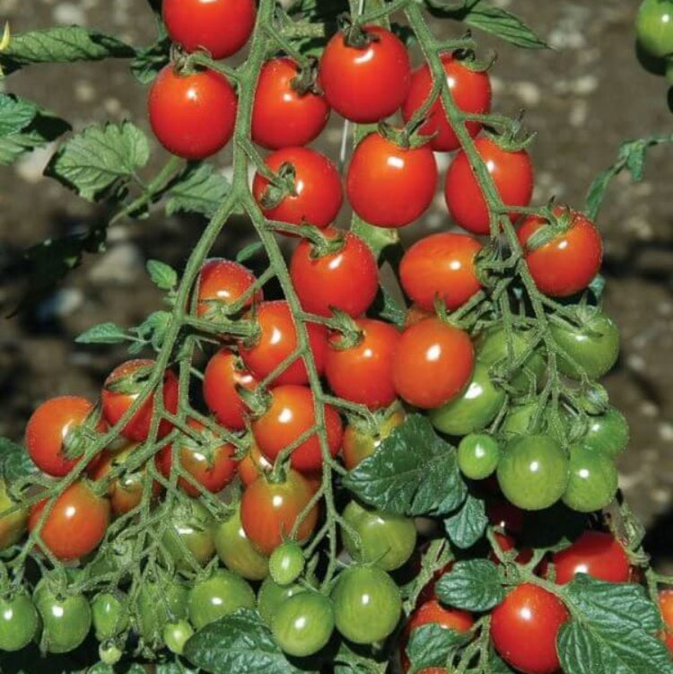 Bigdena Tomato Seeds - Heirloom Vegetable Plant for Home Gardens