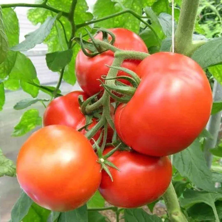 Bigdena Tomato Seeds - Heirloom Vegetable Plant for Home Gardens