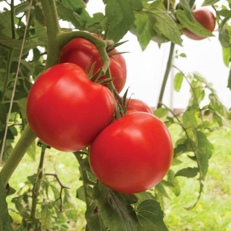 Bigdena Tomato Seeds - Heirloom Vegetable Plant for Home Gardens