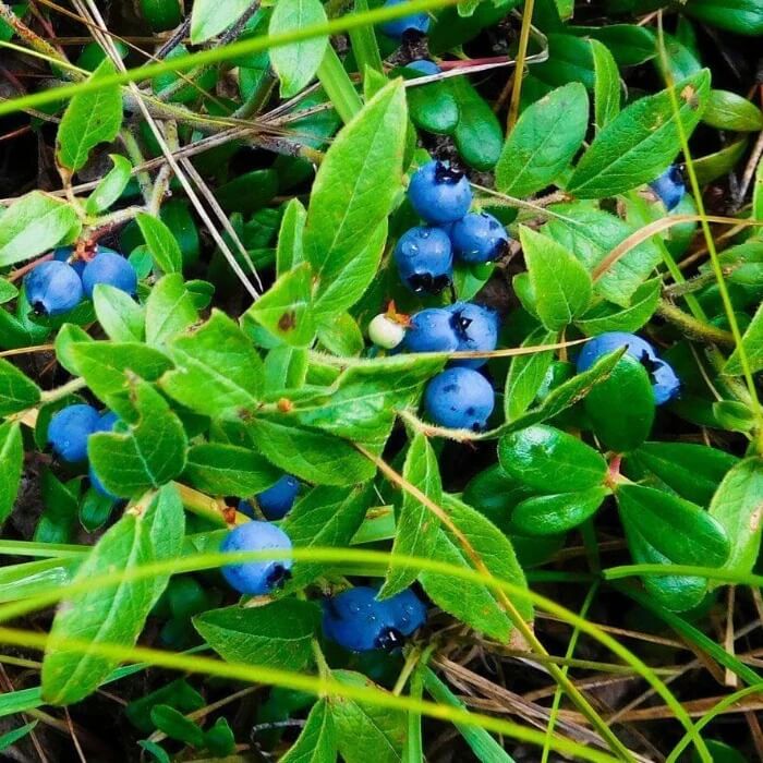 Bilberry Berry Bush seeds