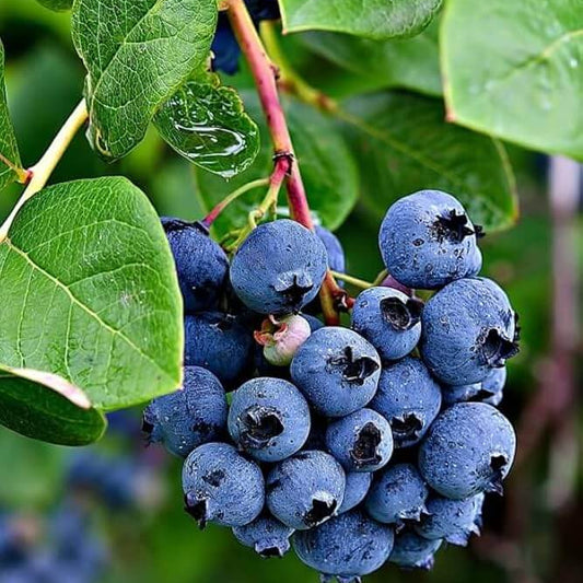 Bilberry seeds - Fruit Plant for Home Gardens