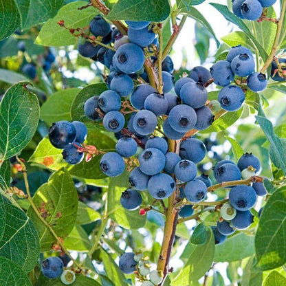 Bilberry seeds - Fruit Plant for Home Gardens