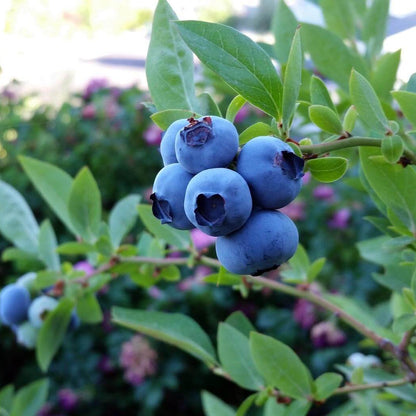 Bilberry seeds - Fruit Plant for Home Gardens