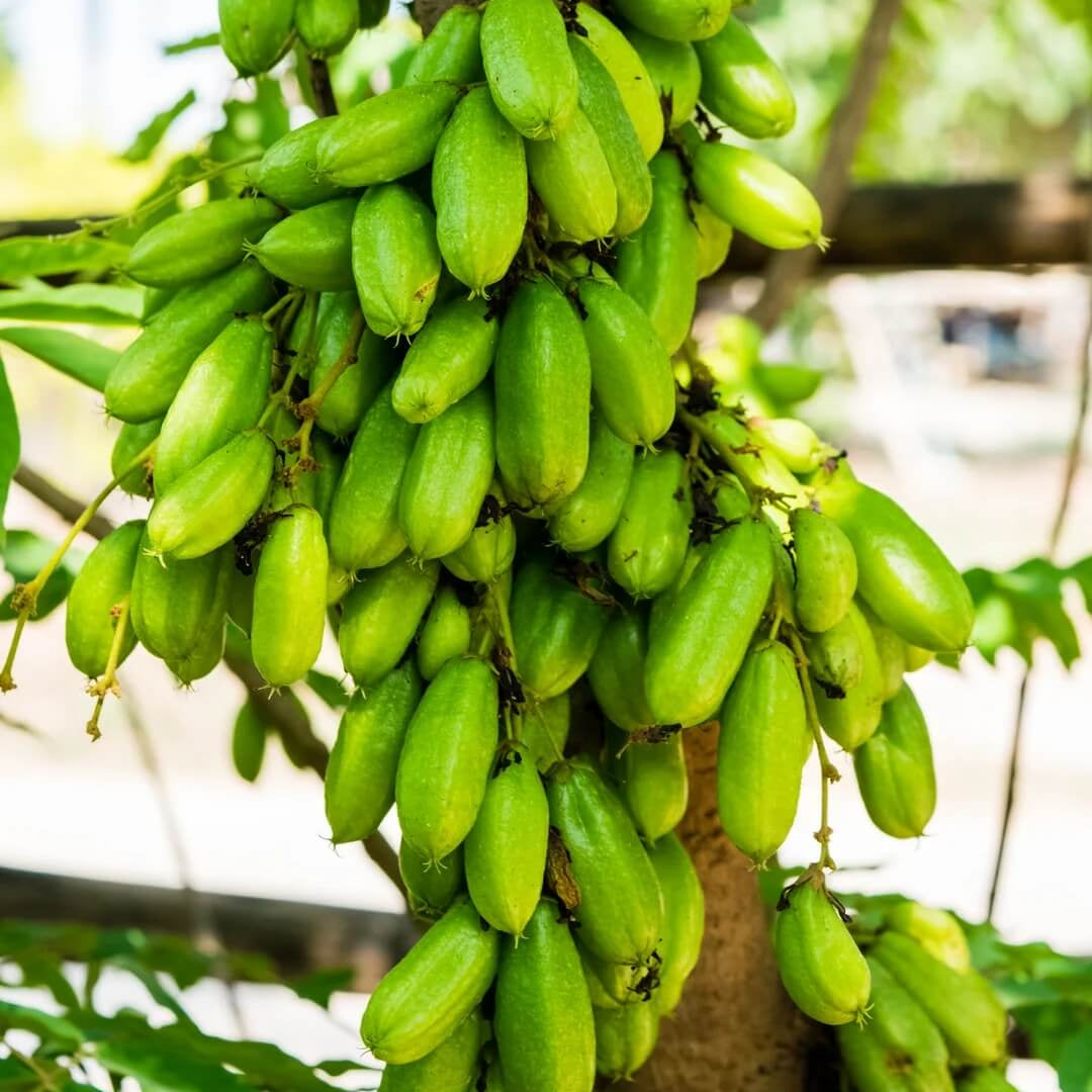 Bilimbi Seeds - Heirloom Fruit Plant for Home Gardens