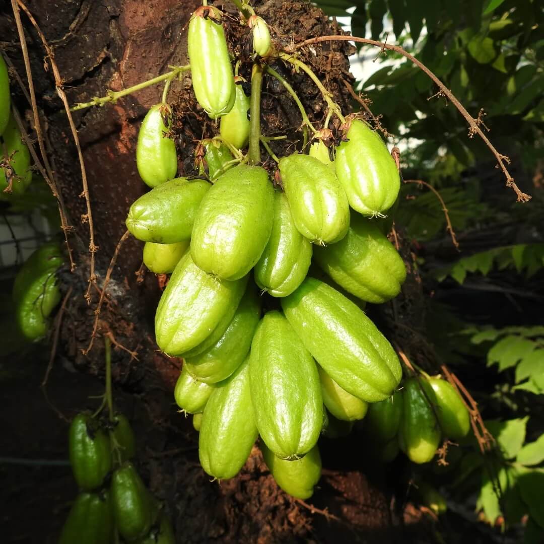 Bilimbi Seeds - Heirloom Fruit Plant for Home Gardens