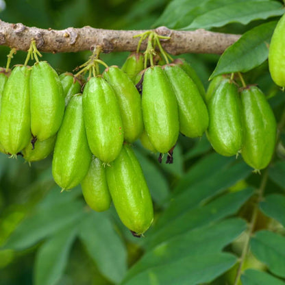 Bilimbi Seeds - Heirloom Fruit Plant for Home Gardens